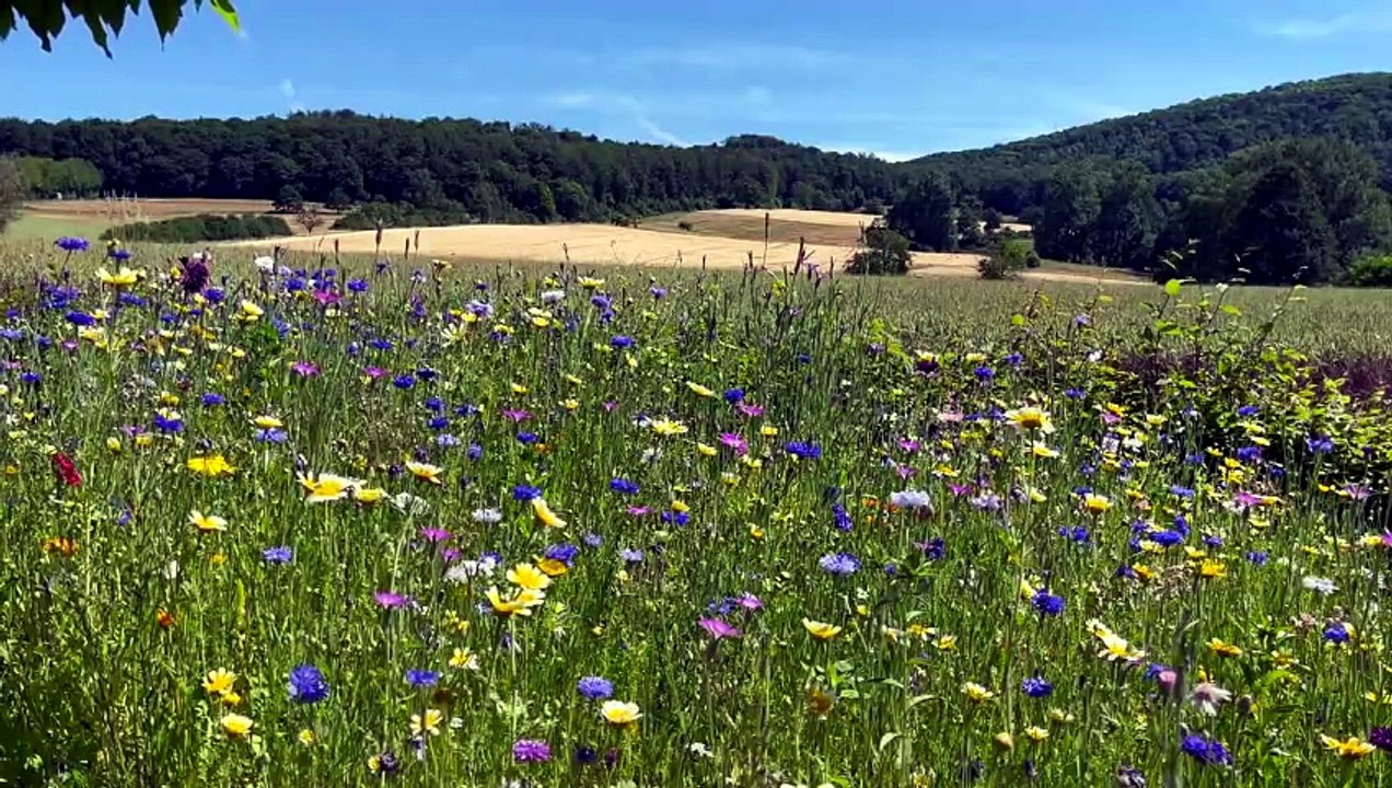 Summer Meadow Sounds 🌿 Birds, Crickets & Peaceful Nature Ambience ...