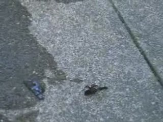 Mook Irwin, the arachnid hunter