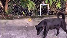 The dog cute