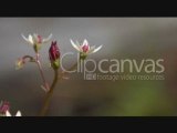 Stock footage - mountain flower, Clipcanvas.com