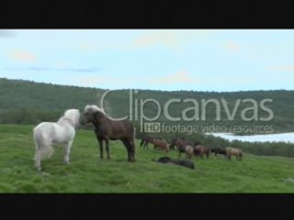 Stock footage - Horse herd, Clipcanvas.com