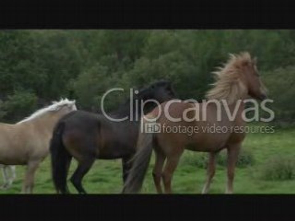 Stock footage - Horses, Clipcanvas.com