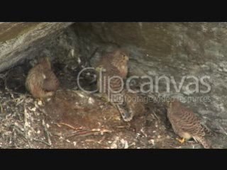 Stock footage - Young kestrels in nest, Clipcanvas.com
