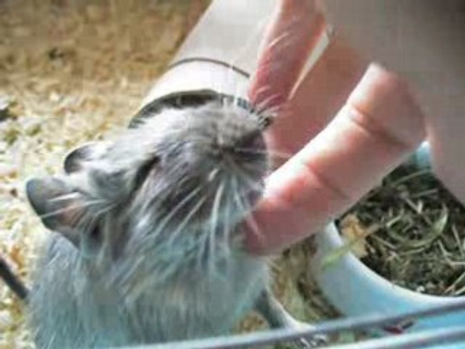 Les caresses du petit octodon Cherry...