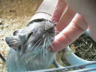 Les caresses du petit octodon Cherry...