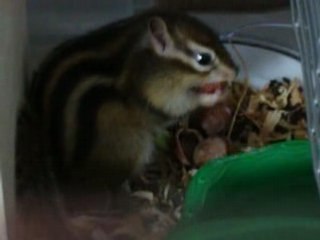 grignotte casse la croute