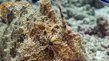 This Fish Is So Well Camouflaged, You Might Not Even Notice It! 😱🌊