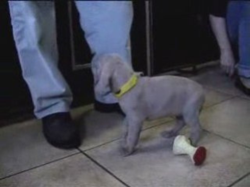 Chiot F gris 4sem de Dora & Harper