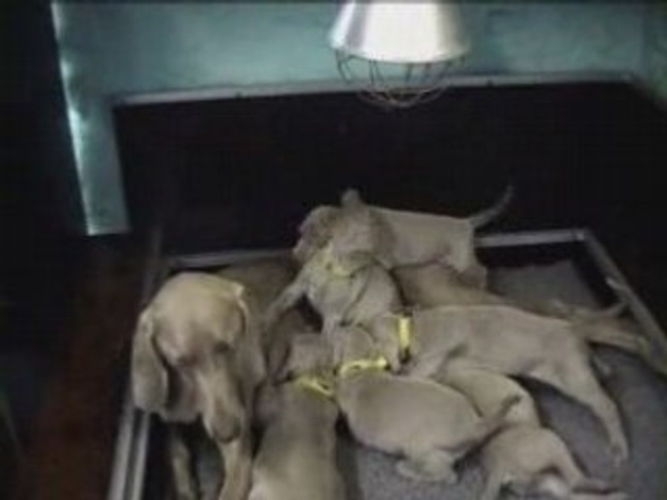 7 chiots de Dora & Harper 4 semaines