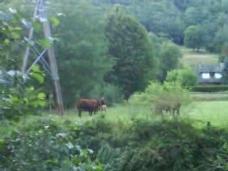 Les vaches pendant le stage Bafa à Aurillac...