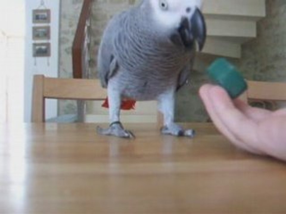 Indie parle + clicker training