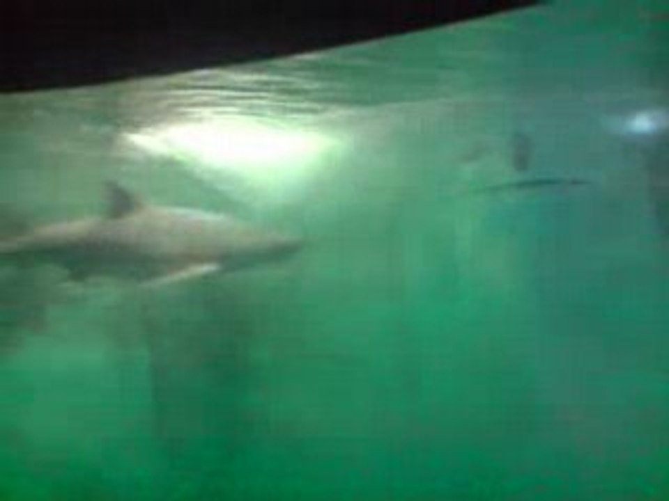 Les jeunes et les requins