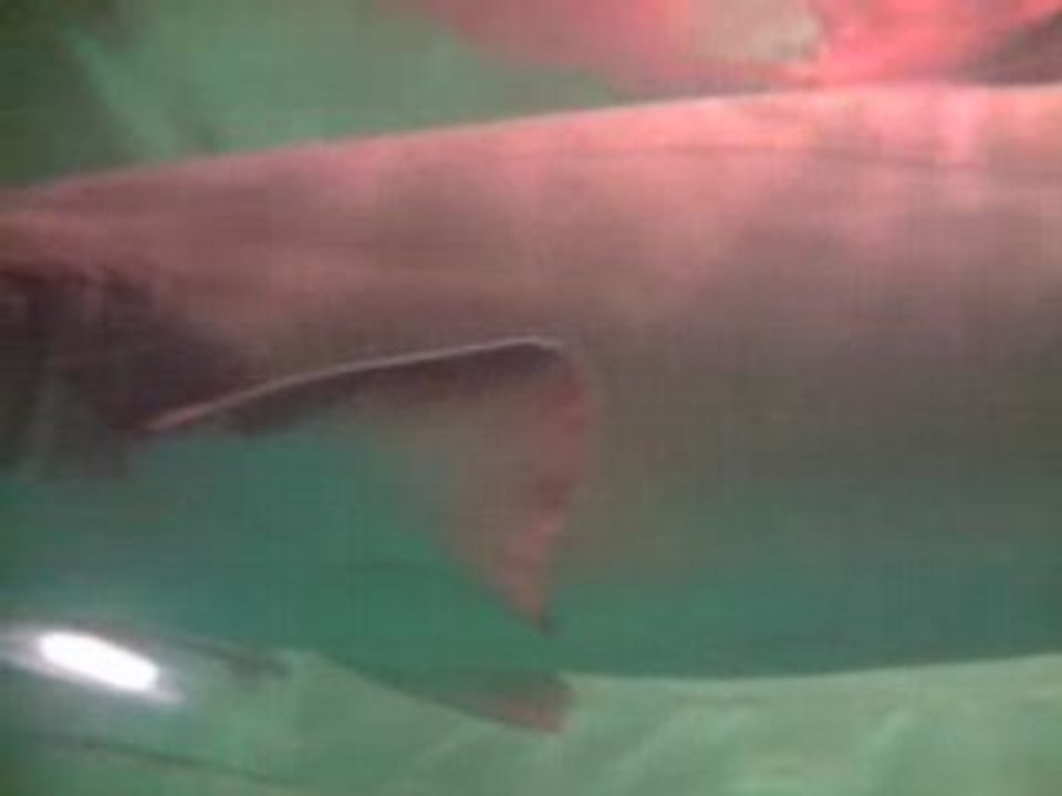 Requin