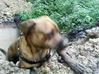 mon pitt-bull (oseill a 1ans)