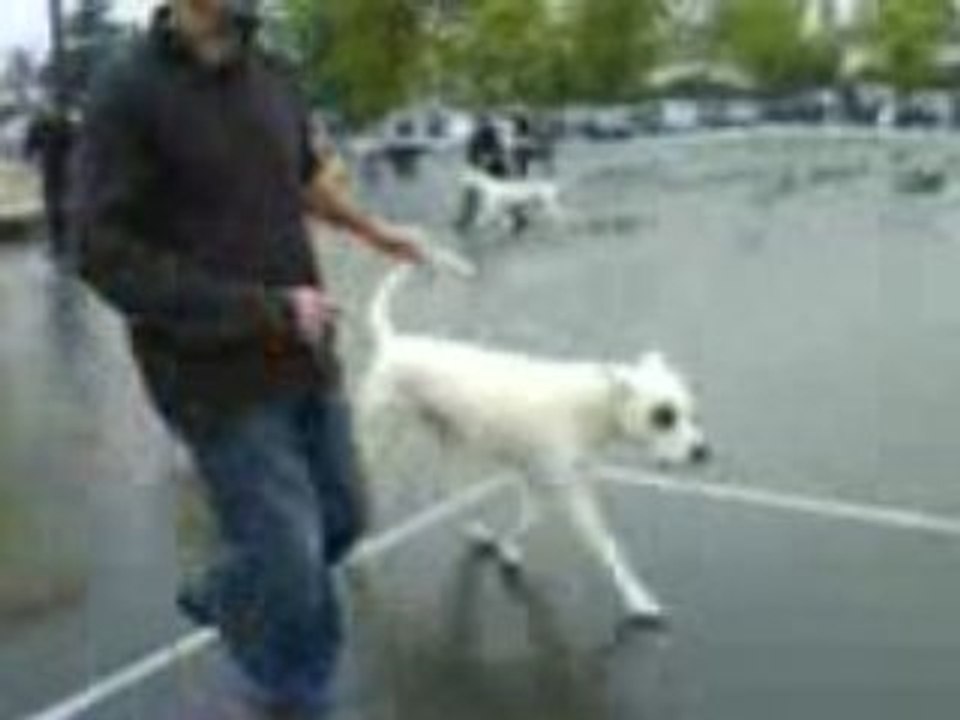 Trakken del Yunteria en exposition canine 2