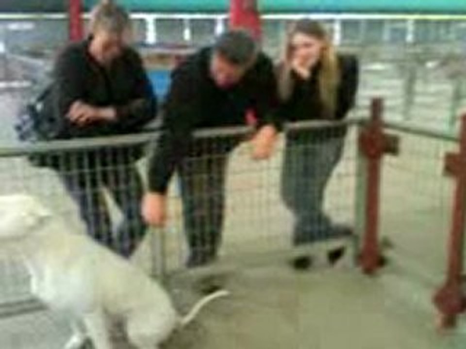 Trakken et Aura en exposition canine