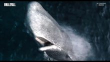 Whalefall | Tv Spot: Go Review Alpha