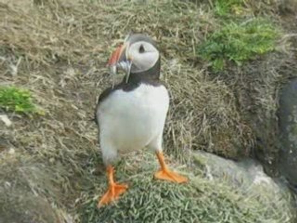 Animaux d'Islande