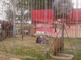 La Louve Blanche Saute