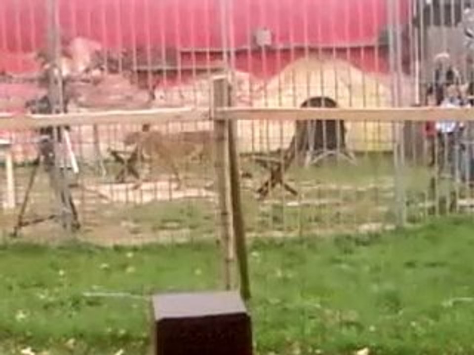 Le Leopard et les enfants spectacle