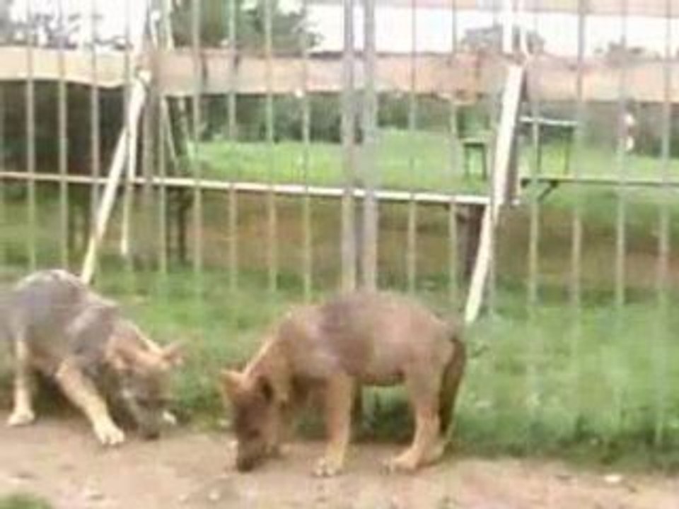 Rencontre avec les louveteau