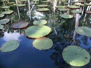 Linzy Backbott - Mo Mari Pecheur