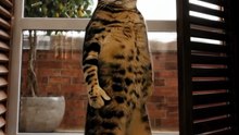 Funny Cat Videos 😻 Adorable Dancing Cats #catfunny