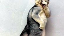 Funny Cat Videos 😻 Adorable Dancing Cats #catfunny