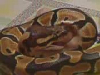serpent qui mange
