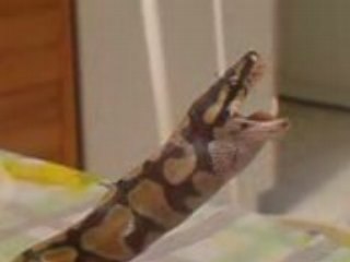 serpent qui mange 6