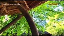 Ileana Greculescu - Neicuta de pe Doftana (Celebri in cantecul popular - Favorit TV - 19.07.2026)