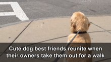 Heartwarming moment as two dog best friends reunite during their daily walk
