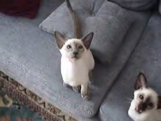 ZuZu and YY Meowing at Meomy on the Computer Screen