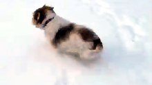 🐶❄️ First Snow Ever! Rescue Dog's Joyful Zoomies Will Melt Your Heart 🐾
