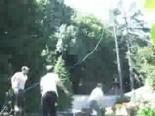 Abattage "te loupe pas" cedre entre amis