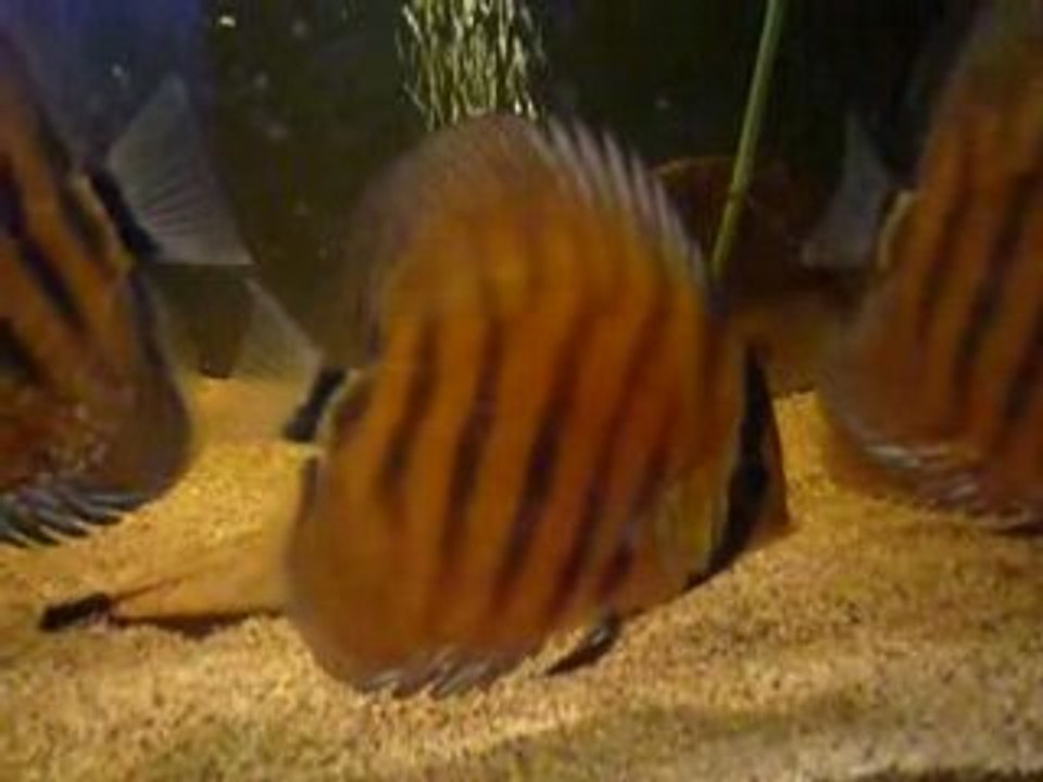 Video petit discus F1