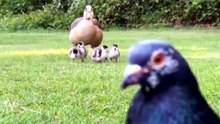 Les rois du photobombing