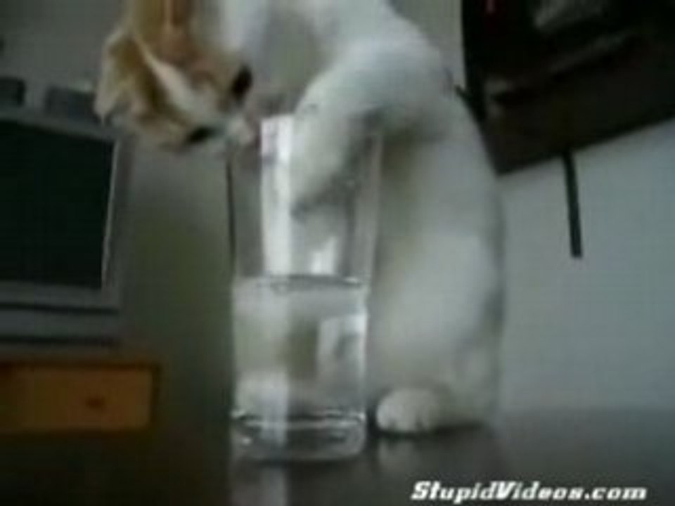 Un chat qui a soif