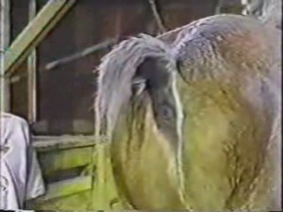 Lachvandedag.nl - Paardenscheet