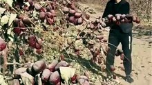 Không ngờ ngày đỏ được chọn lại phải lắc đi sàng lọc nhiều lần