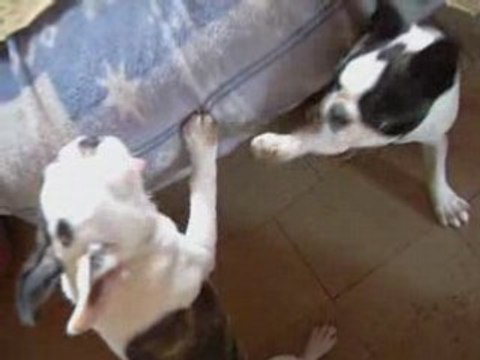 Vacance de djin suite