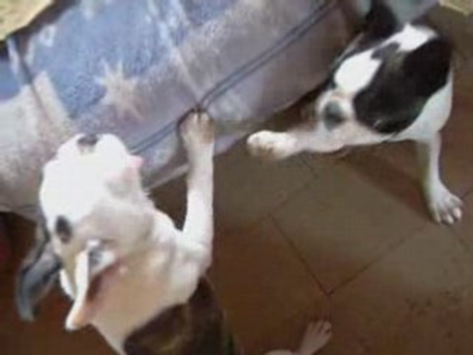 Vacance de djin suite