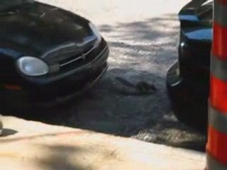 Ecureuil de Montréal n°1