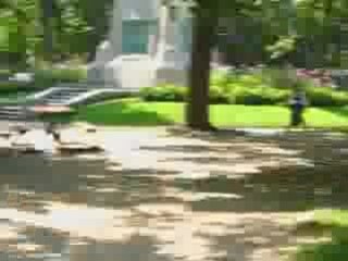 Ecureuil de Montréal n°2