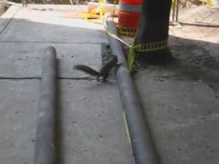 Ecureuil de Montréal n°3 !