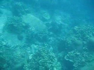 Plongee a Koh Tao