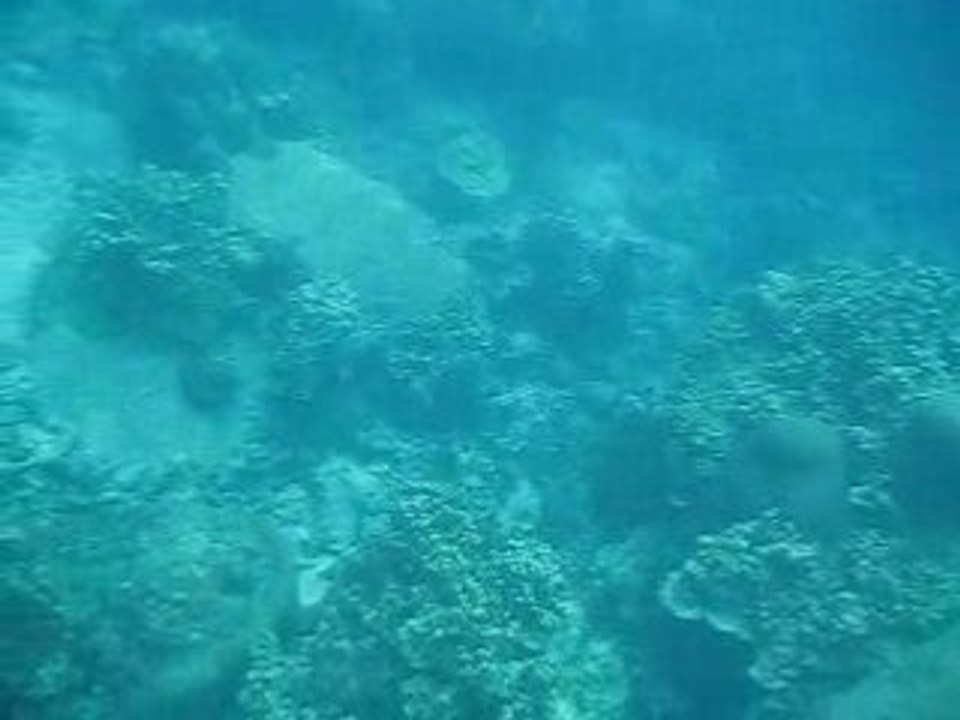 Plongee a Koh Tao