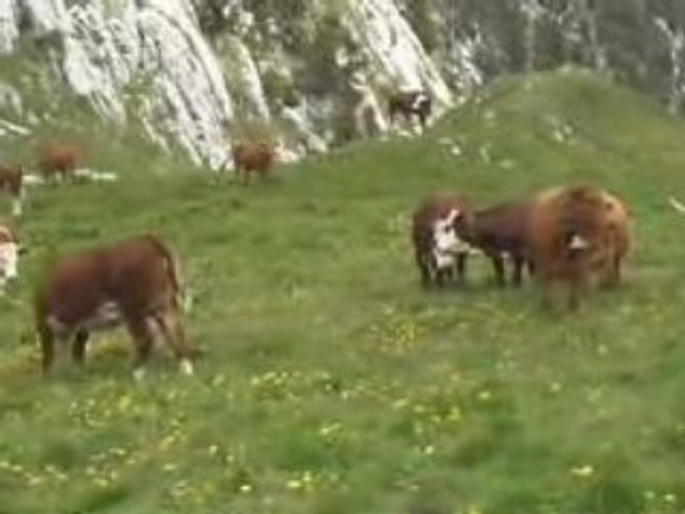 Un chamois, des marmottes, des vaches et un choucas