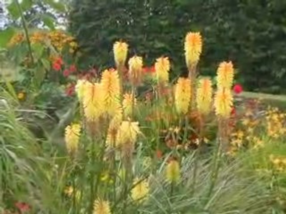 KNIPHOFIA