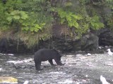 Wild Black Bears in Alaska